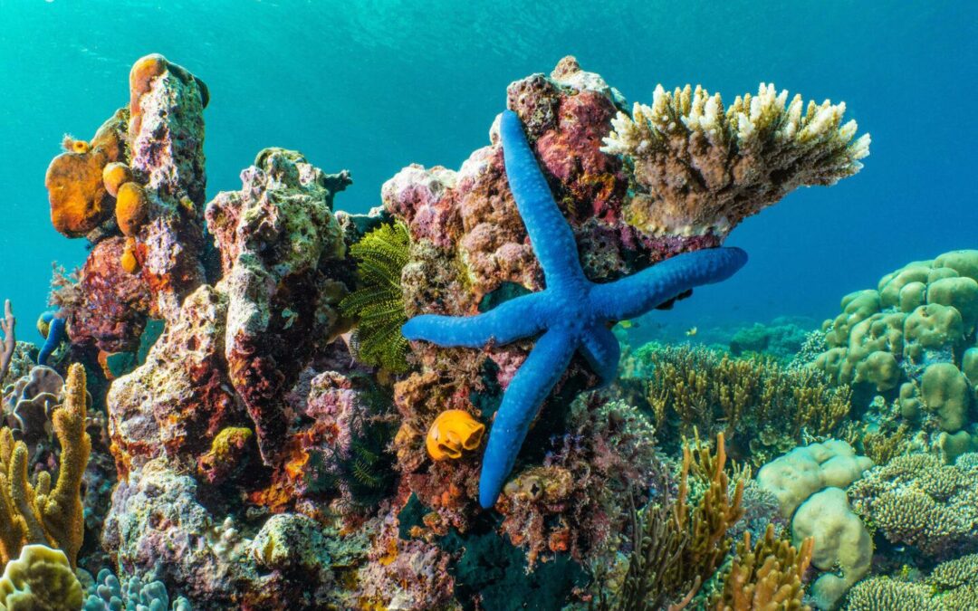 Chasing corals from a Dutch tall-ship