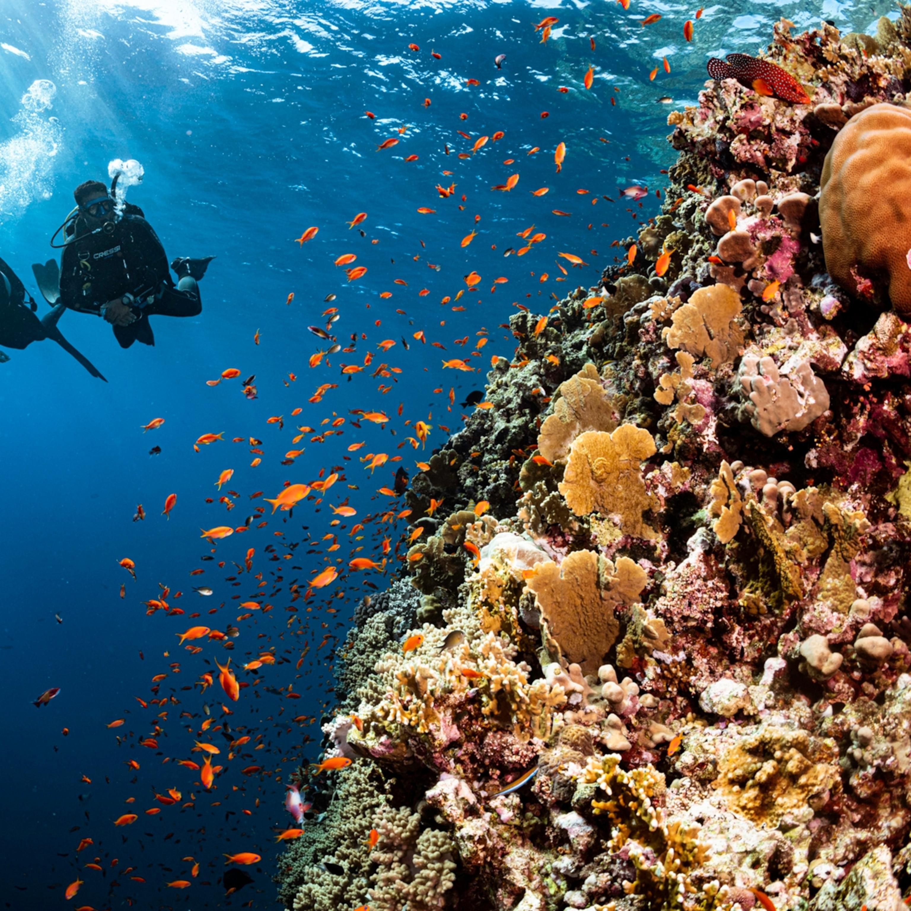 Diving into the Deep: Exploring the⁤ Wonders​ of ⁢Warship Wrecks