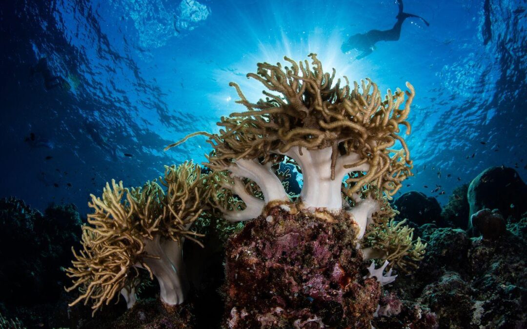 Off the Beaten Path: 10 Hidden Dive Destinations For Adventurous Travellers