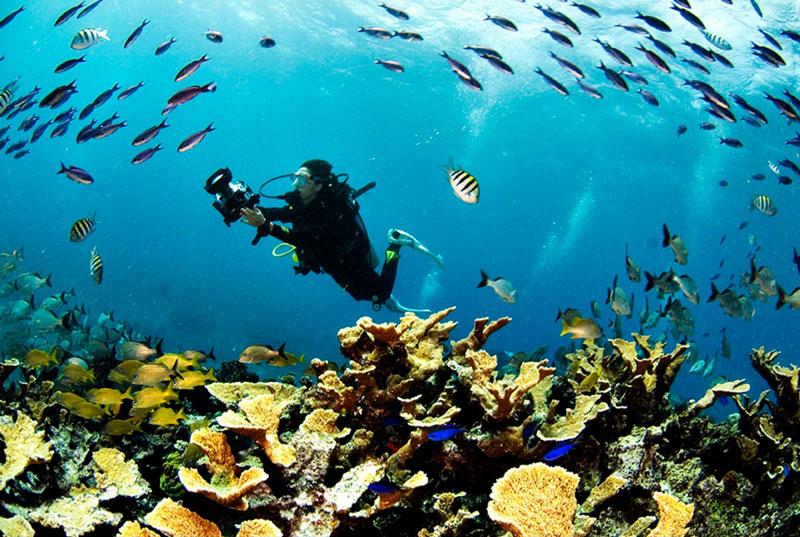 Top 5 dive sites in Cozumel marine park: World-class scuba diving