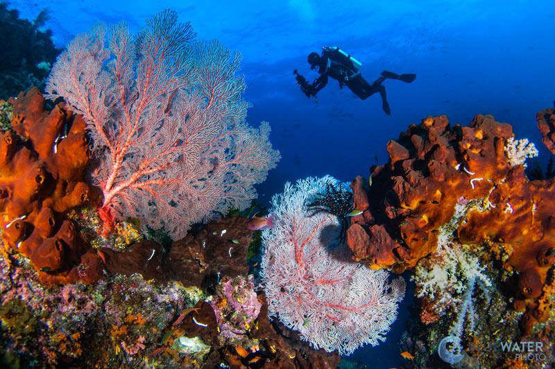 Dive deep into magic: The most breathtaking scuba destinations on Earth