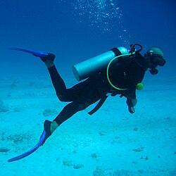 unveiling the Underwater Wonders: Top Picks for Scuba Enthusiasts